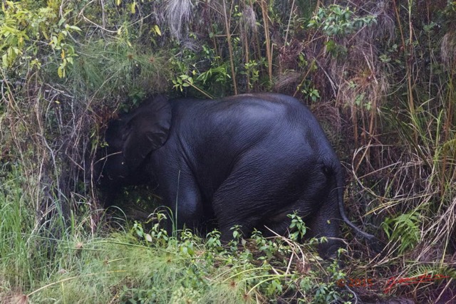 091 LOANGO 2 Akaka Riviere Rembo Ngove Nord Sortie Elephant 15E5K3IMG_107035wtmk.jpg